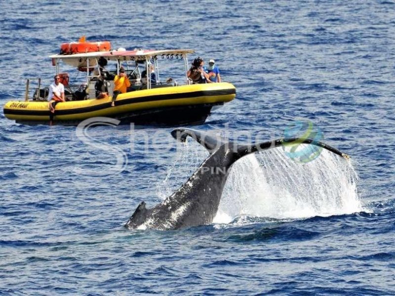 2-hour whale watching tour in USA - Tour in Hawaii